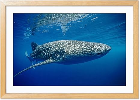 Amazon Co Jp ジンベイザメ 動物の写真木製額縁アートポスター 35cmx50cm 原色 ホーム キッチン Amazon Co Jp ジンベイザメ 動物の写真木製額縁アートポスター 35cmx50cm 原色 ホーム キッチン