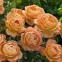 Vista 4 de Heirloom Roses David Austin Rose Plant - Señora de Shalott Orange Rose Bush, rosas vivas para plantar al aire libre