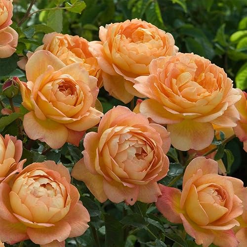 Miniatura 4 de Heirloom Roses David Austin Rose Plant - Señora de Shalott Orange Rose Bush, rosas vivas para plantar al aire libre