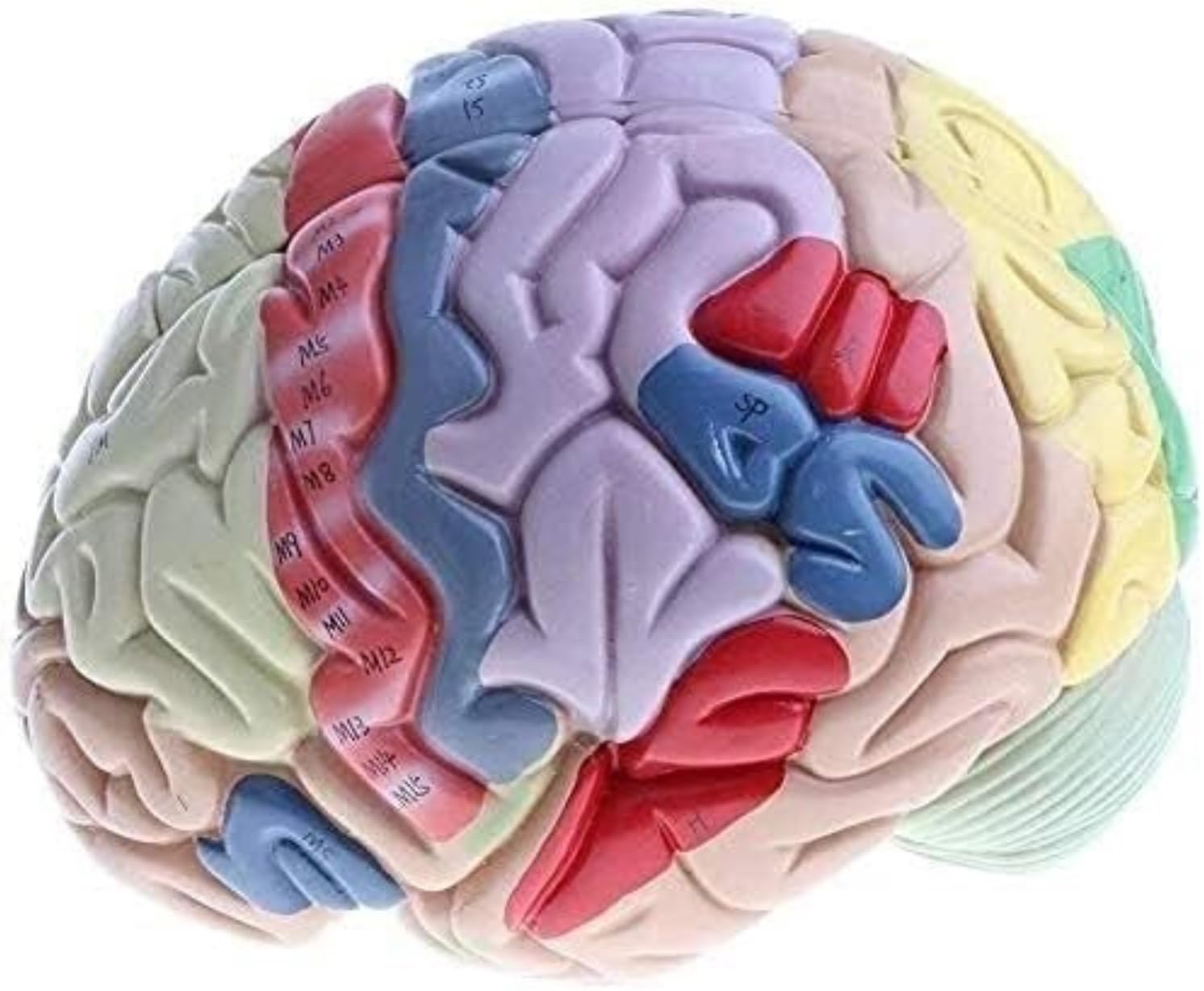 Anatomía De La Educación Modelo De Anatomía del Cerebro Humano Extraíble, Aumento 2X, 4 Partes, Anatómico Muñeca de Anatomía
