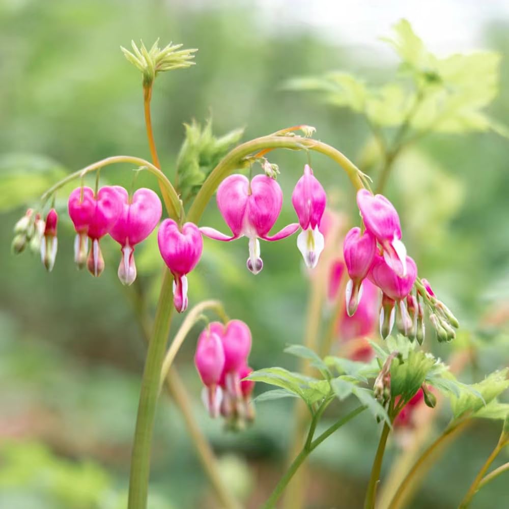 Paternostererbsen, Mehrjährig Balkon Deko Winterharte Garten