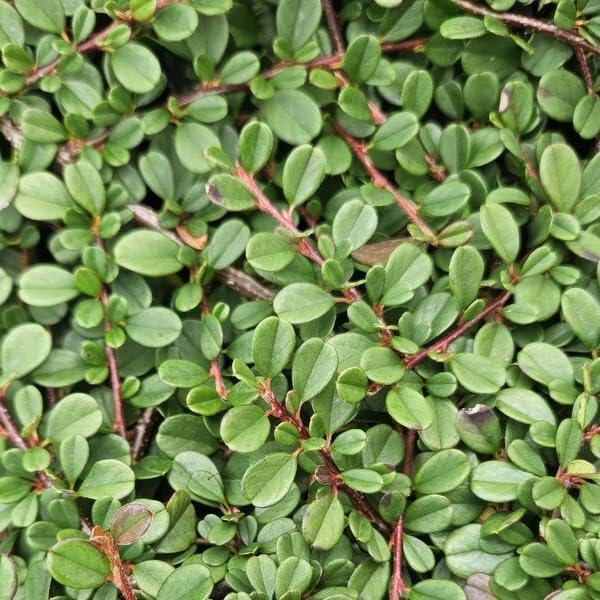 Cotoneaster prostratus 'Streibs Findling' 24 Pflanzen Ø9 cm 10-25 cm | robuster Bodendecker, winterhart, für Beet und Kübel, bienenfreundlich