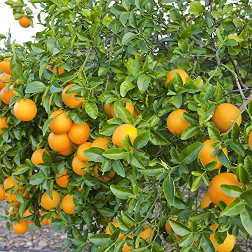 Dwarf Valencia Orange Seeds Fragrant Sweet Juicy Gmo Free Patio Courtyard Outdoor Containers 15Pcs Fruit Tree Seeds By Yegaol Garden #TOP1