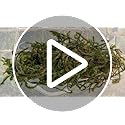 Galápagos (05213) Terrarium Green Sphagnum Moss, Natural, 4 Quart