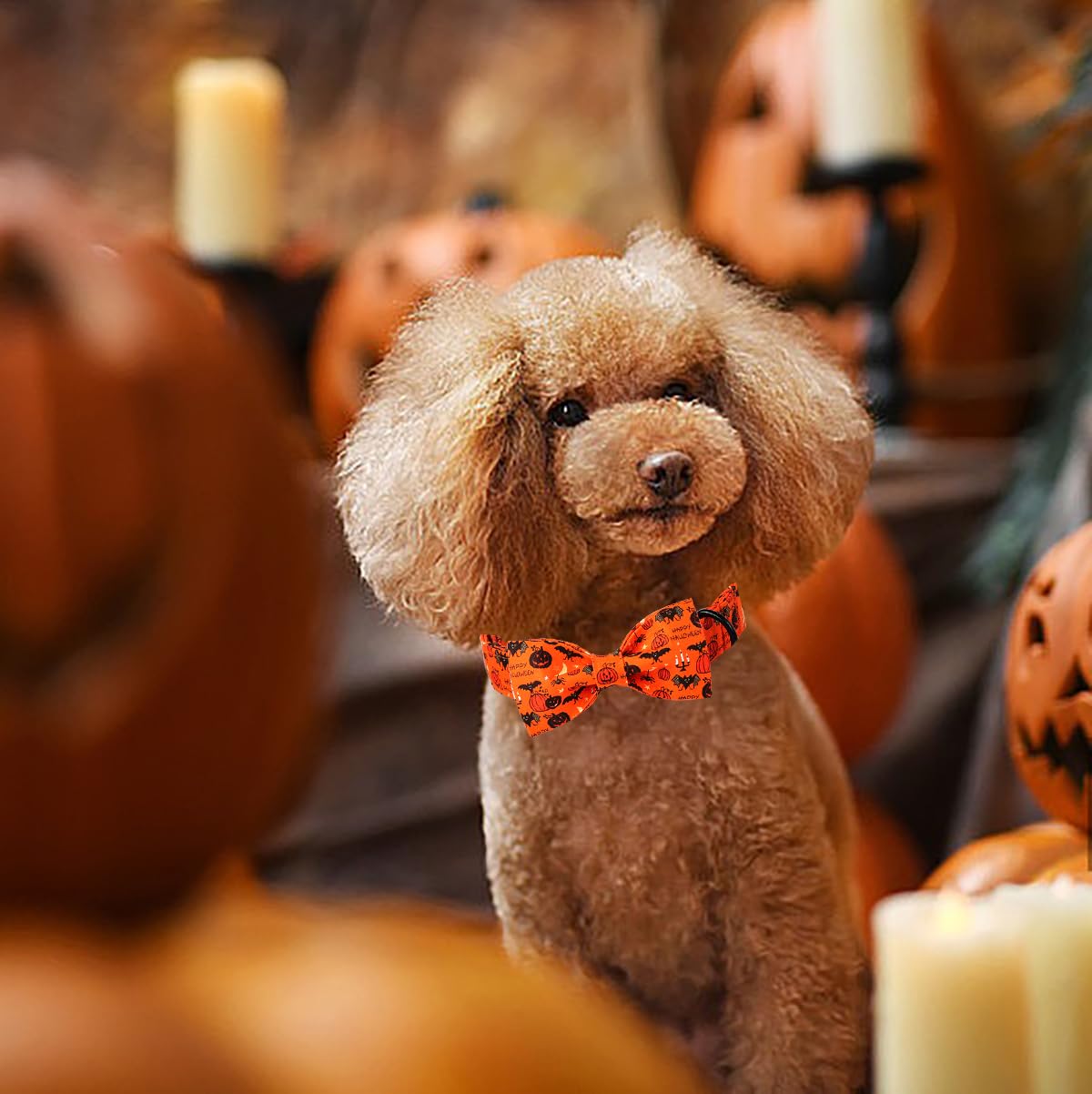 Lionet Paws Fall Halloween Dog Collar - Image 2
