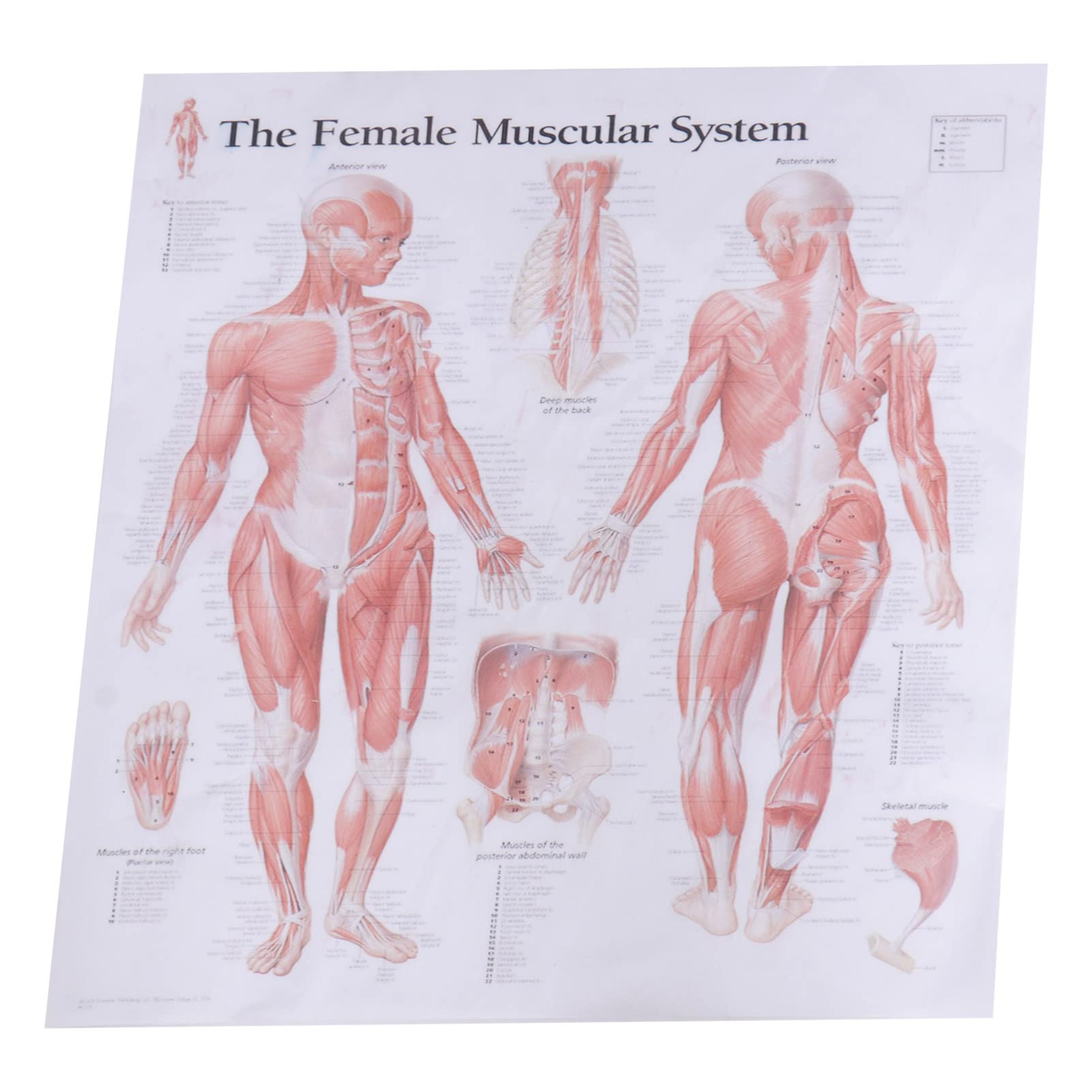 ULTECHNOVO Muscel System Anatomical Poster Female Muscular System Chart Posters The Muscular System Poster for Clinic School Hospital