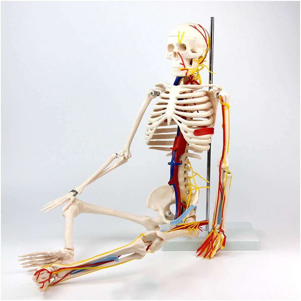 Sjdopulse A 85Cm Human Skeleton Model - Natomy Human Skeleton Bone Model Ttached Blood Vessels Nd Nerves Intervertebral Disc Muscle Coloring Skeleton Bone Specimen For Study Teaching (A)