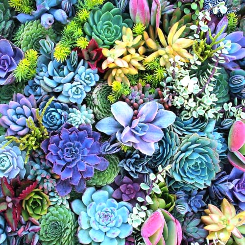 40 Live Succulent Cuttings 20 Varieties Succulent Live Garden Starter Jade Plants Cactus Flowers #TOP2