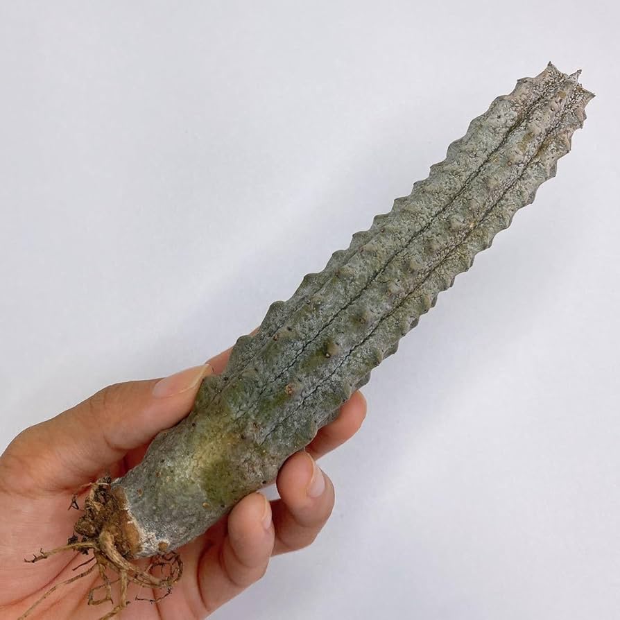 ト*ス様 激レア珍奇植物 アブデルクリ 大群生 大株 ユーフォルビア　サボテン Amazon.co.jp: レア 珍奇種多肉植物 サボテン ユーフォルビア