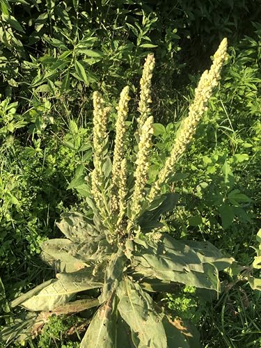 Organic Bulk Mullein Seeds (Verbascum thapsus) 500 Seeds (0.5 Grams) - Aaron’s Rod, Great Mullein, Common Mullein, Velvet Plant, Toilet Paper Plant