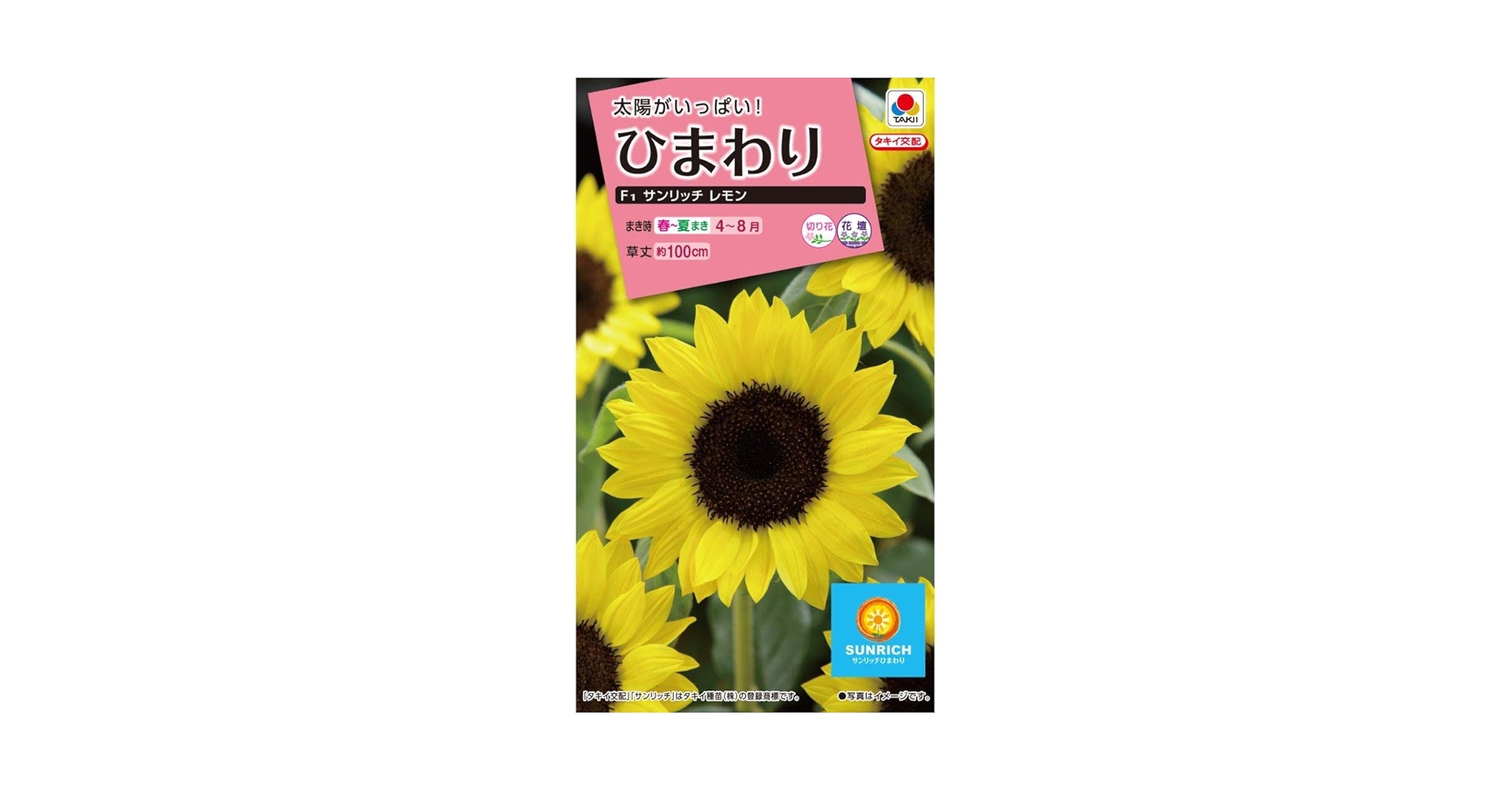 ひまわりのタペストリー【ひまわり＊サンリッチレモン】ドライフラワー Amazon | タキイ種苗 ひまわり サンリッチレモン | 野菜