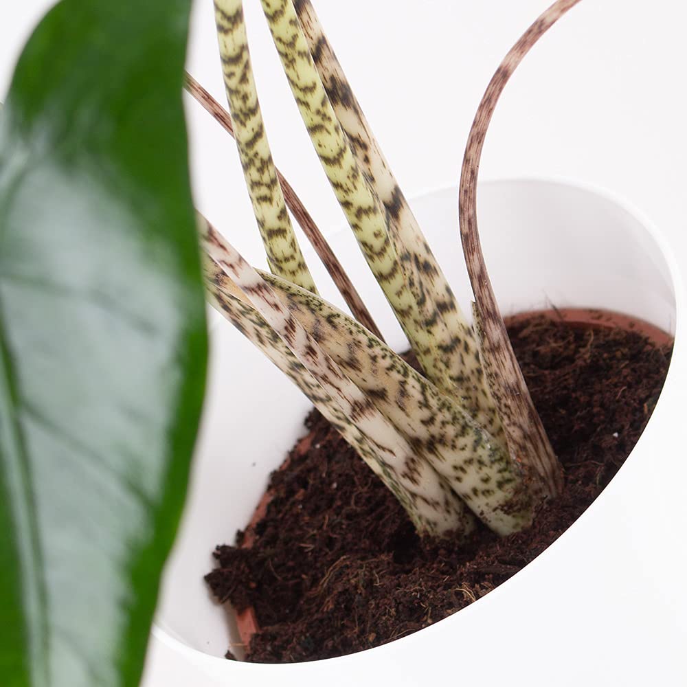 Alocasia Zebrina XL, Elefantenohr, echte Zimmerpflanze, Hhe circa 70 cm,  Zimmerpflanzen fr die Wohnung oder das Bro, 21 cm Topfgre,  luftreinigend, Pflanzenversand : Amazon.de: Garten