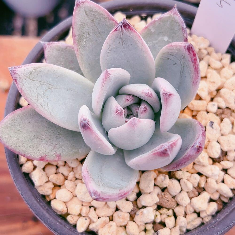 Amazon.co.jp: C！！5多肉植物 ブラックサバス 韓国苗 美苗 農園直売  