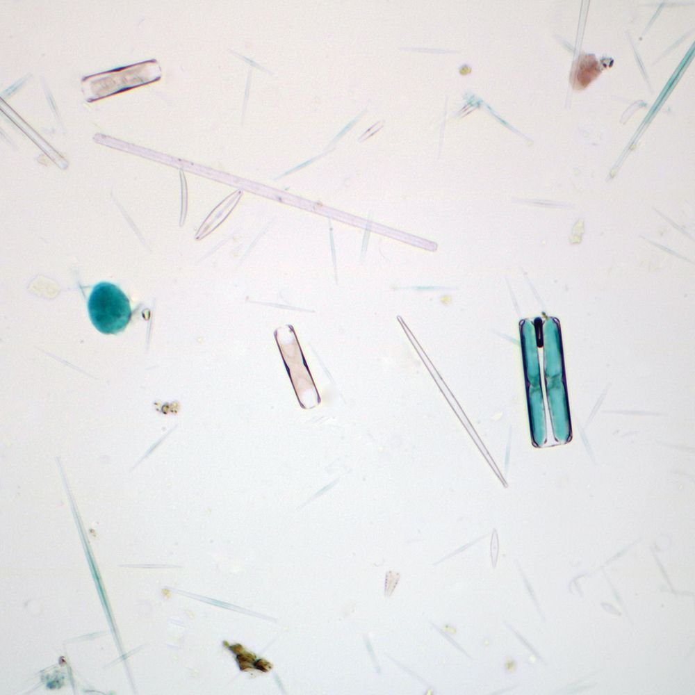 Mixed Diatoms Prepared Microscope Slide, Whole Mount