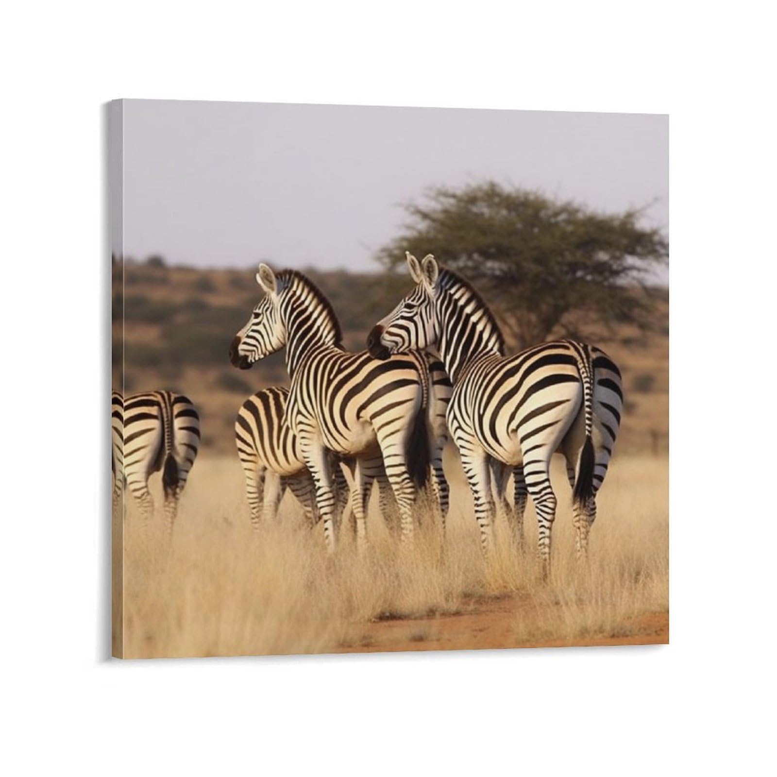 Zebras On South Africa Canvas Wall Art for Bedroom 16x16inch Canvas Prints Artwork for Walls Modern Picture Artwork Painting for Living Room Aesthetic Wall Paintings for Bathroom Kitchen Offi