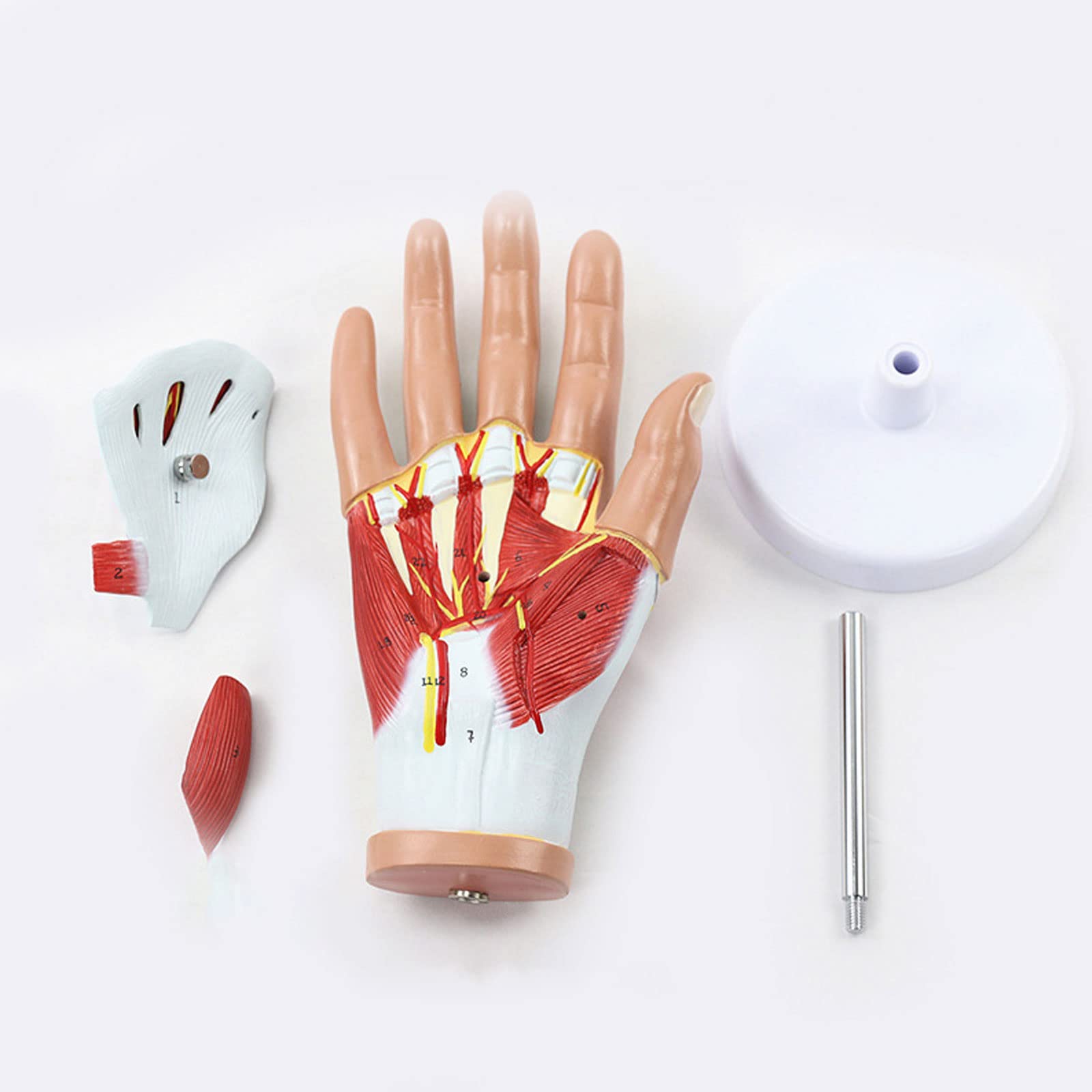 Naukowa anatomia 3D, Anatomiczny model mięśnia dłoni, Model dłoni i sieci neuronowej, Materiały dydaktyczne medyczne
