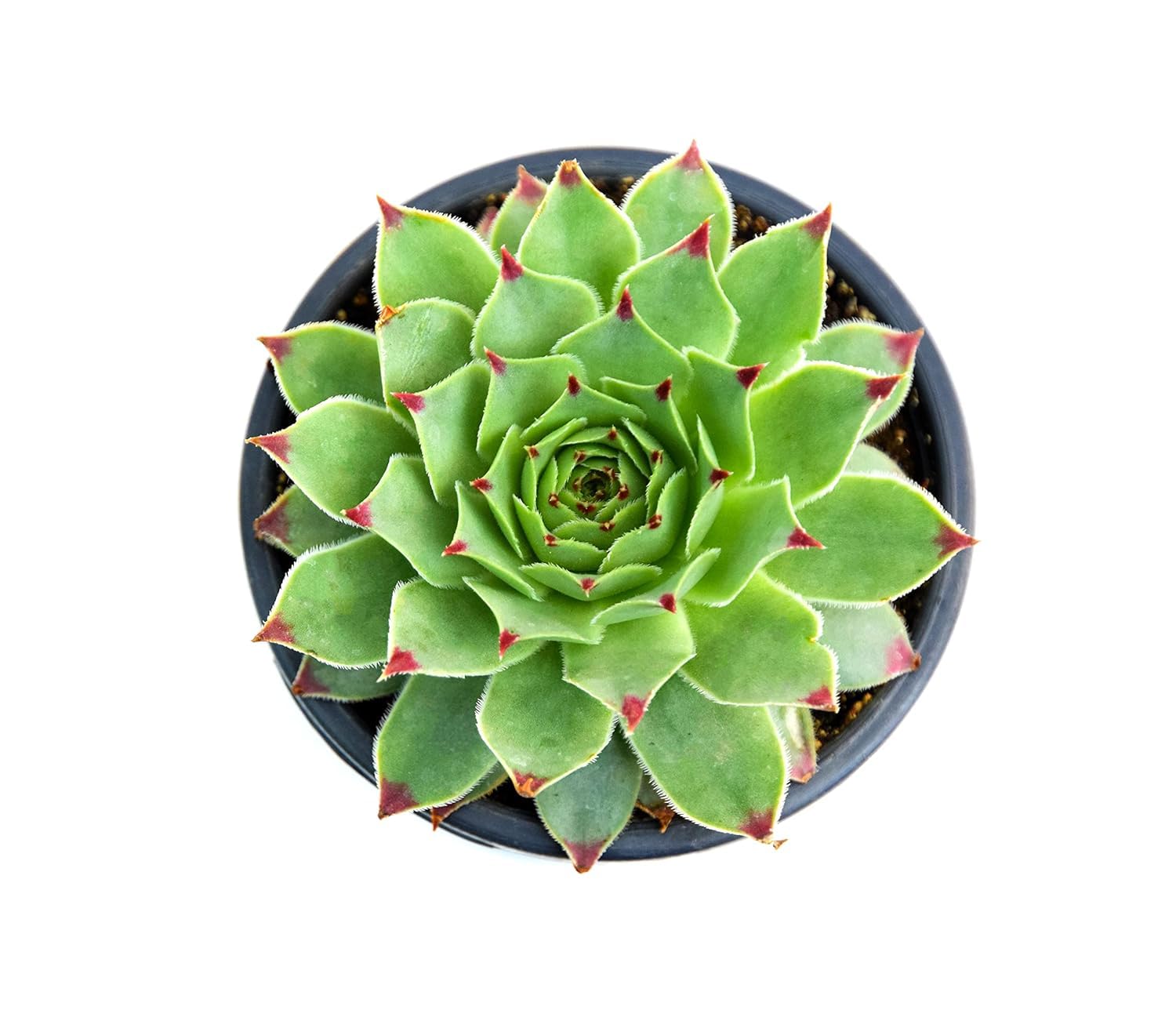 INDIA GARDENING Red Tip Laxmi Kamal Plant (Sempervivum) Succulent For Good Luck | Green Wheel Vastu Live Plant With Self Watering Pot (Grey) 1