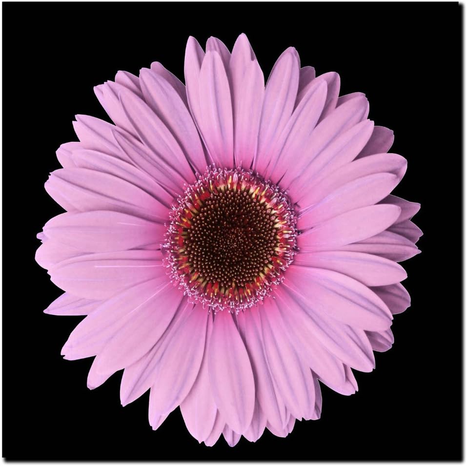 Trademark Art Pink Gerber Daisy Canvas Art, 14 by 14-Inch