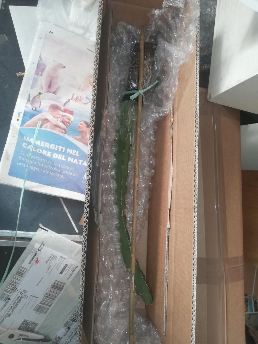 PITAYA ROSSA, 30-40 CM, FRUTTO DEL DRAGO, VARIETA' AUTOFERTILE JINDU N1/GUYUTE