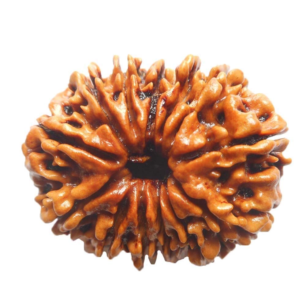 13 Mukhi Rudraksha Bead, Brown, Round, 22-25 mm, 1 pc, Certified, Origin Nepal-image-6