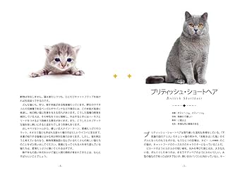 ねこページ ねこに転生したおじさん×WEGOコラボステッカー – WEGO ONLINE STORE