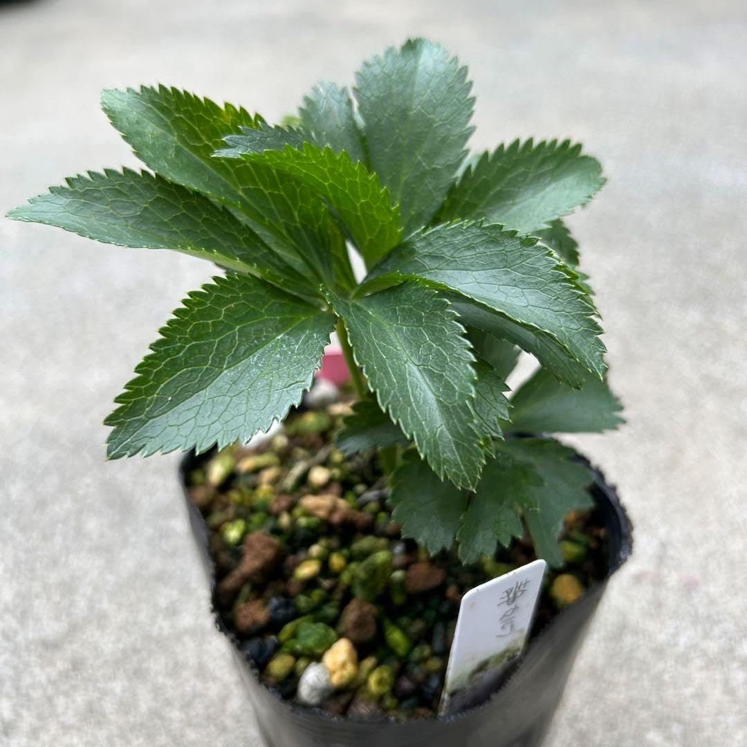 クリスマスローズ 開花予定株 DDグリーンリップ セルフ クリスマス