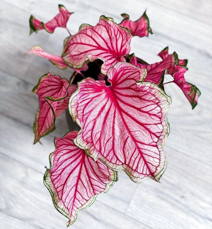 Ritz Farming® Beautiful Caladium flower bulbs multicolor shade 1 Flower Bulb For Indoor & Outdoor Gardening Pack of 1 (B0BVBQ7M56) Amazon Price History, Amazon Price Tracker