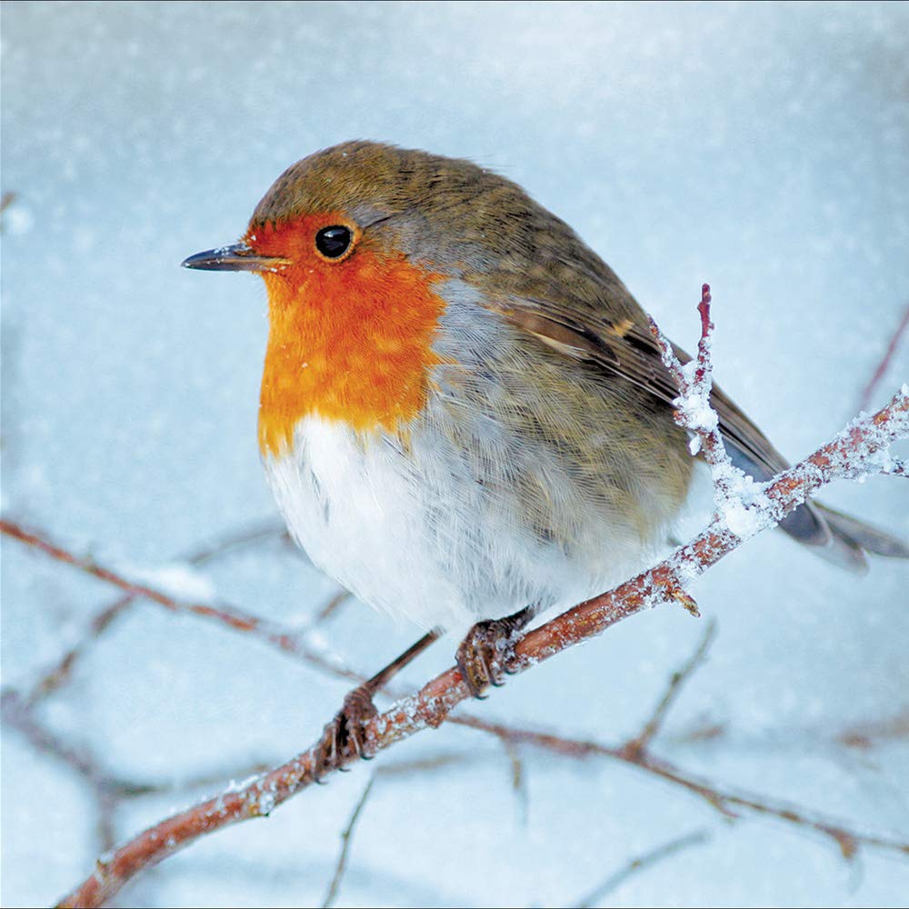 Pack of 5 Christmas Visitor Christmas Cards Supporting Multiple Charities 457494