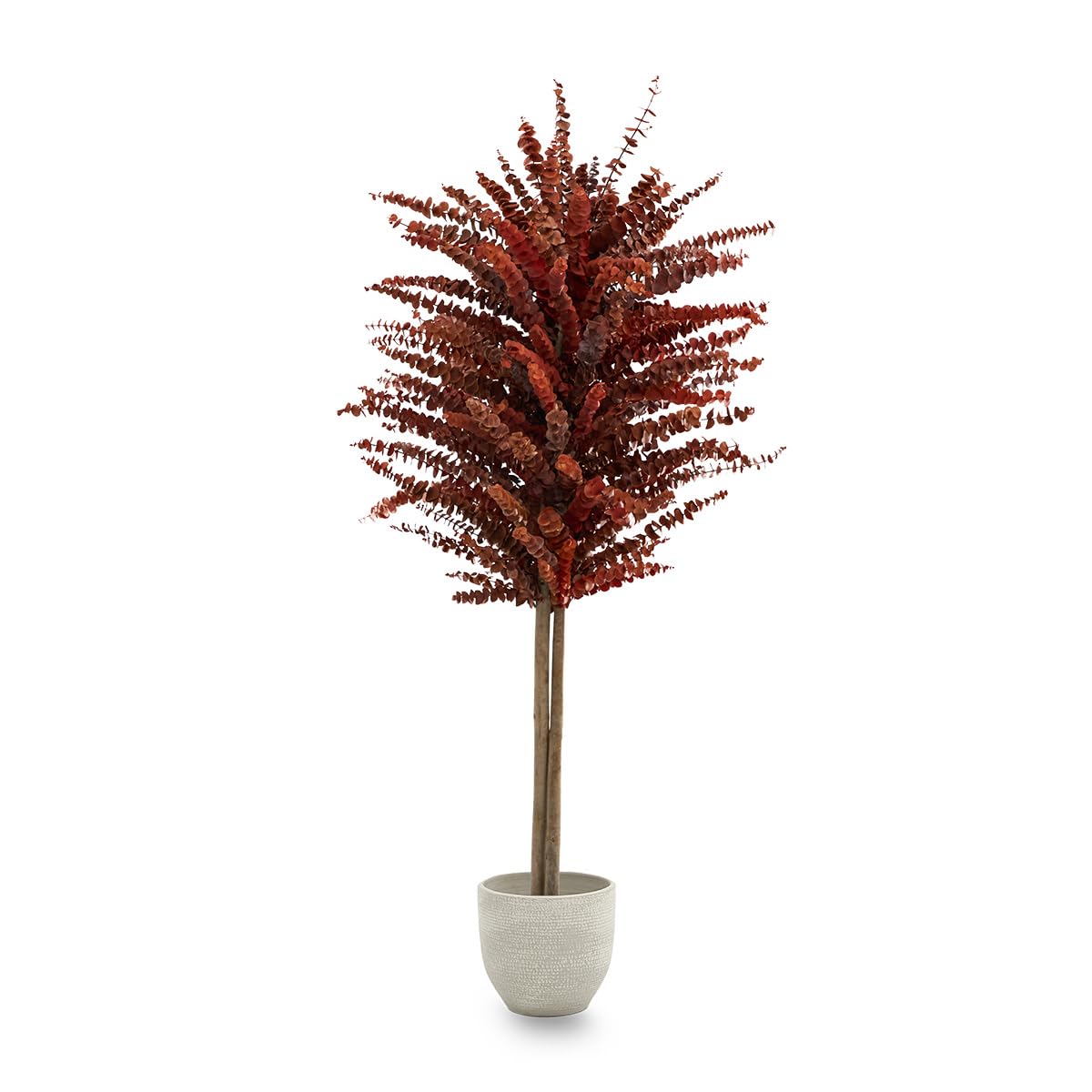 Maia Shop Eucalipto Preservado - Eucalipto Natural, Árbol Eucalipto Preservado Naranja Baby 150 cm con Hojas Secas, Decoración Hogar, Plantas Naturales Interior