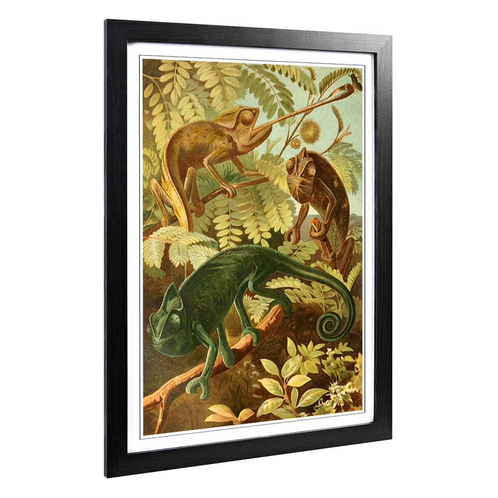 Big Box Art Framed Print of Vintage Brehms Tierlben Chameleon Design | Wall Art Picture | Home Decor for Kitchen, Living Room, Bedroom, Hallway, Black, A2 / 24.5x18 Inch / 62x45cm