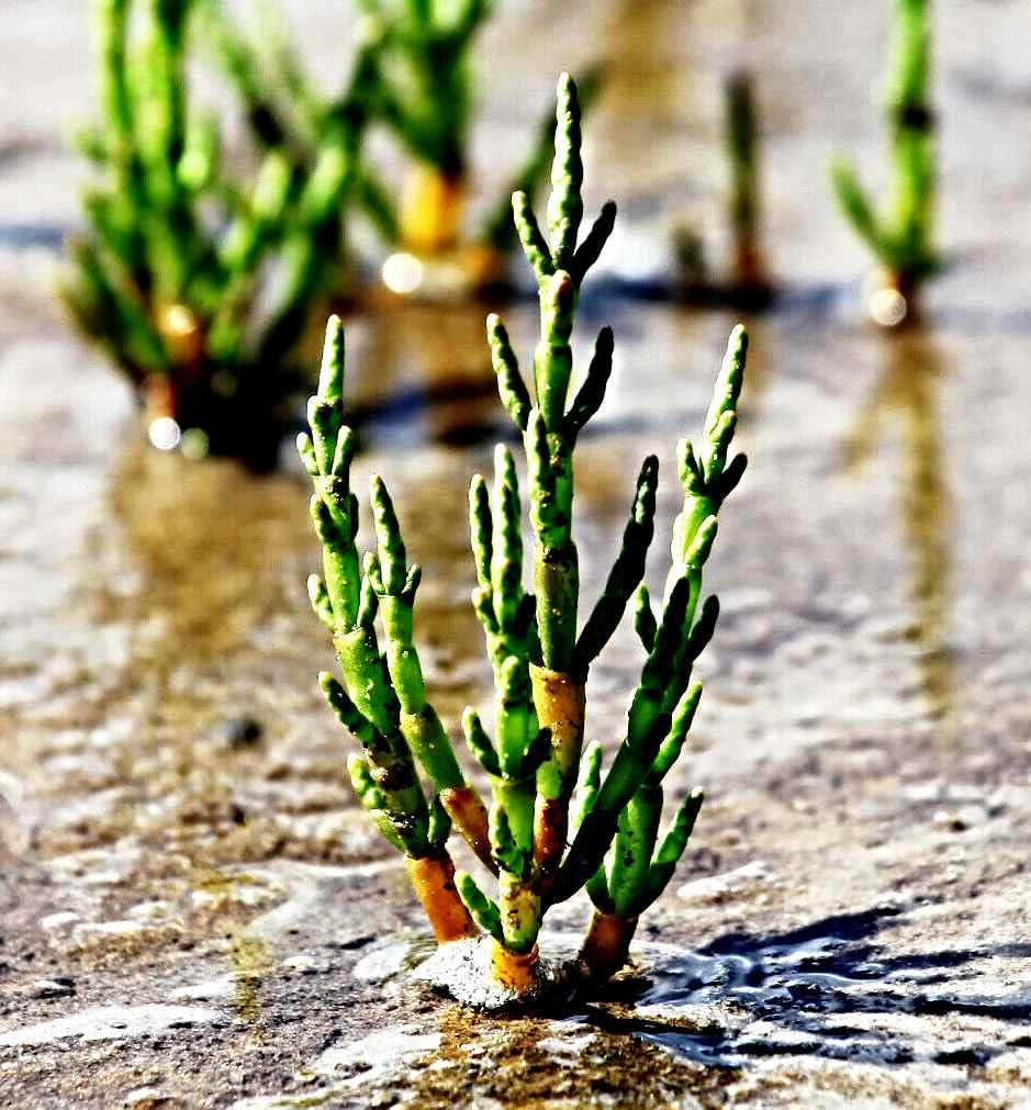 Meeresspargel Samen, Salicornia, Queller, Zeekraal, sehr lecker (10.000 Samen)