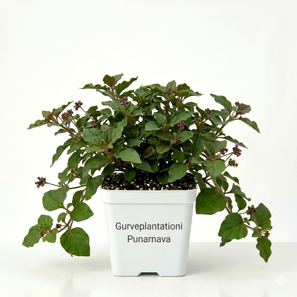 Punarnava Immunity Boosting Ayurvedic Herbal Live Medicinal Plant for Home Garden Balcony Indoor with 3 Inch White Pot-image-43
