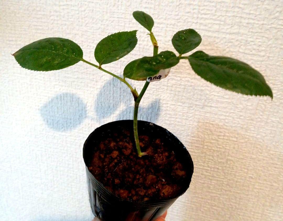 バラ苗　挿木苗5品種 バラ苗 薔薇 挿し木苗 蕾付き ER廃盤品種 - メルカリ