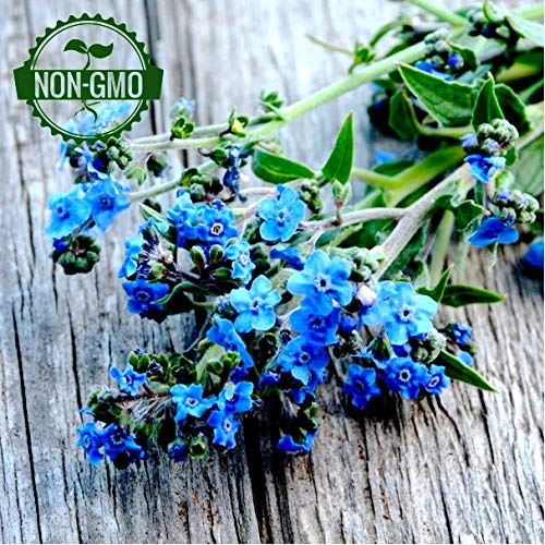 Gaea's Blessing Seeds - Forget Me Not Seeds (2.5g) Non-GMO Cynoglossom amabile Open-Pollinated Heirloom Chinois Firmament Hound's Tongue 94% Germination Rate