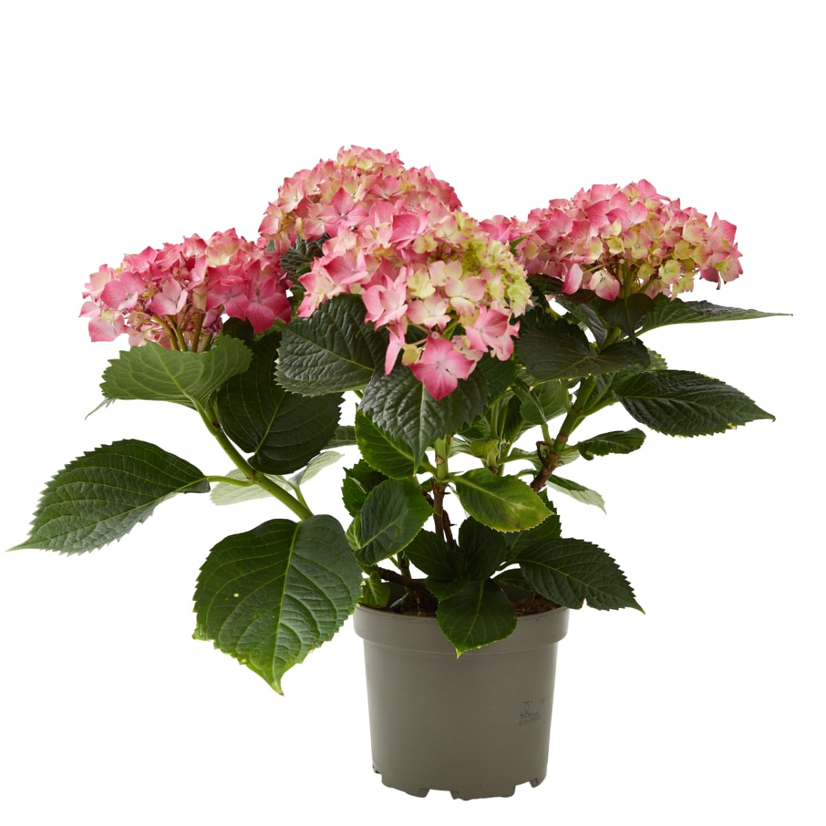 Verdecora Hortensia en Maceta 3L | Hydrangea Macrophylla | Arbusto Ornamental de Grandes Flores en Tonos Azules, Rosas o Blancos | Ideal para Jardín, Terraza o Balcón