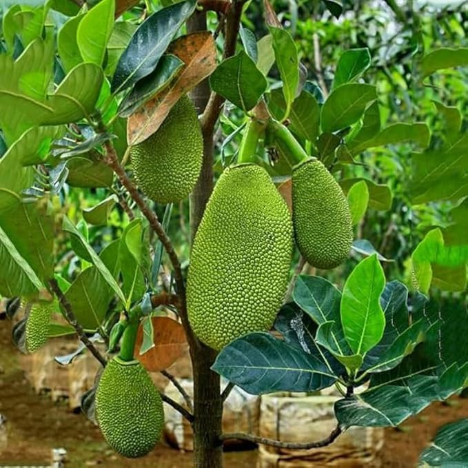 Image of Kathal Plant Live - Jackfruit Tree Outdoor Fruit Plant | Healthy Live Plant 1-2 Feet | Pack of 1 for Home Garden & Farming