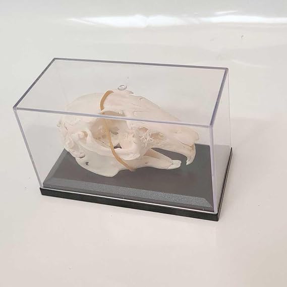 Rabbit Skull Specimen - Educational Animal Skeleton Bone Model - Rabbit Skeleton Embedded Specimen Animals Bones Model,White,17Cm