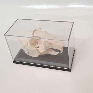 Rabbit Skull Specimen - Educational Animal Skeleton Bone Model - Rabbit Skeleton Embedded Specimen Animals Bones Model,White,17Cm