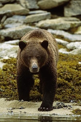 Posterazzi DPI2166703 Oso marrón caminando en el río en la costa Sw Ak Summer Geographic Harbor Photo Print, 11 x 17, multicolor