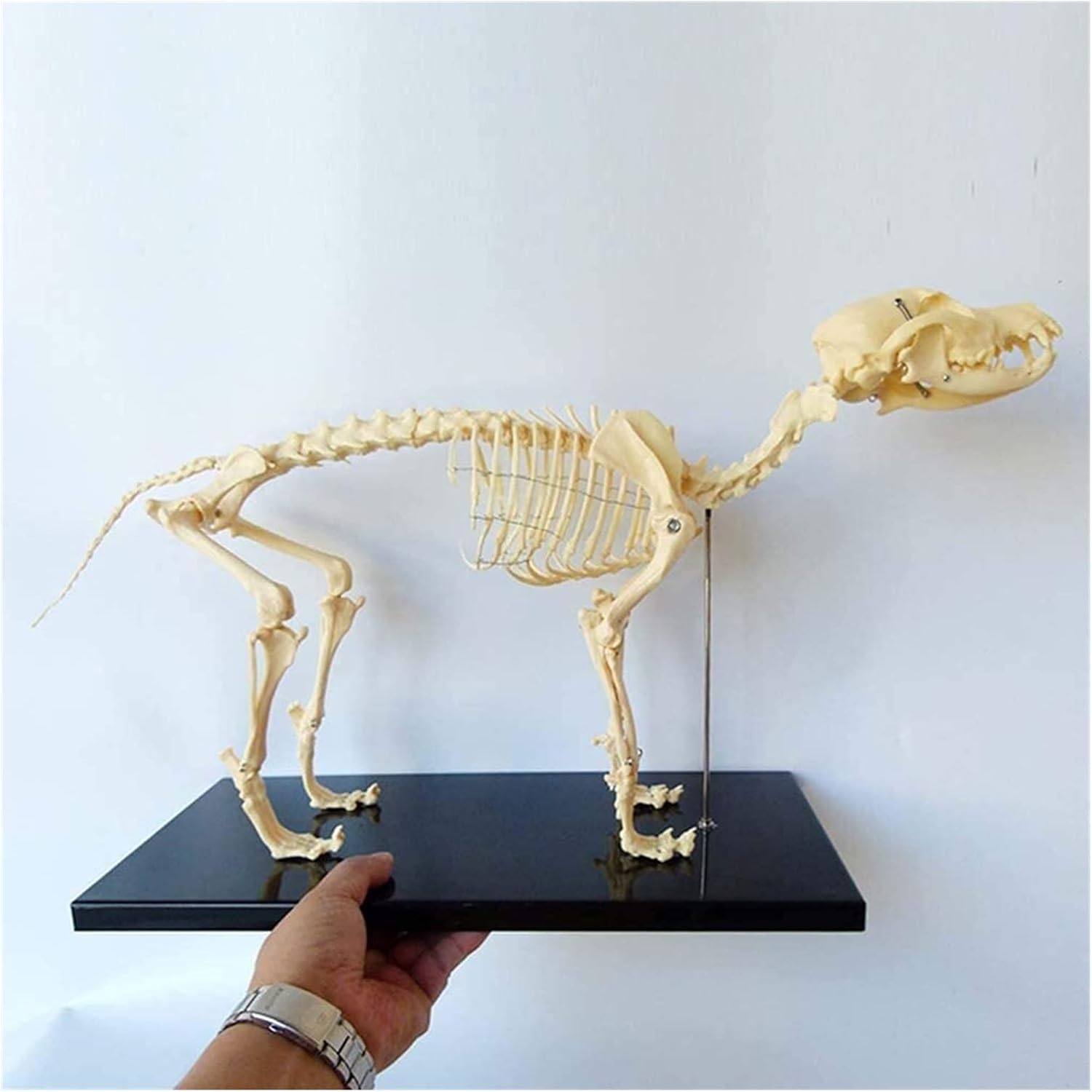 頭骨標本　珍獣パームシベット 頭骨標本 珍獣パームシベット 【公式通販】