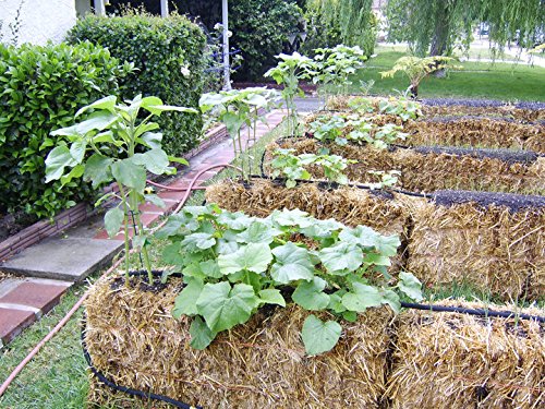 Straw Bale Gardening - Image 6