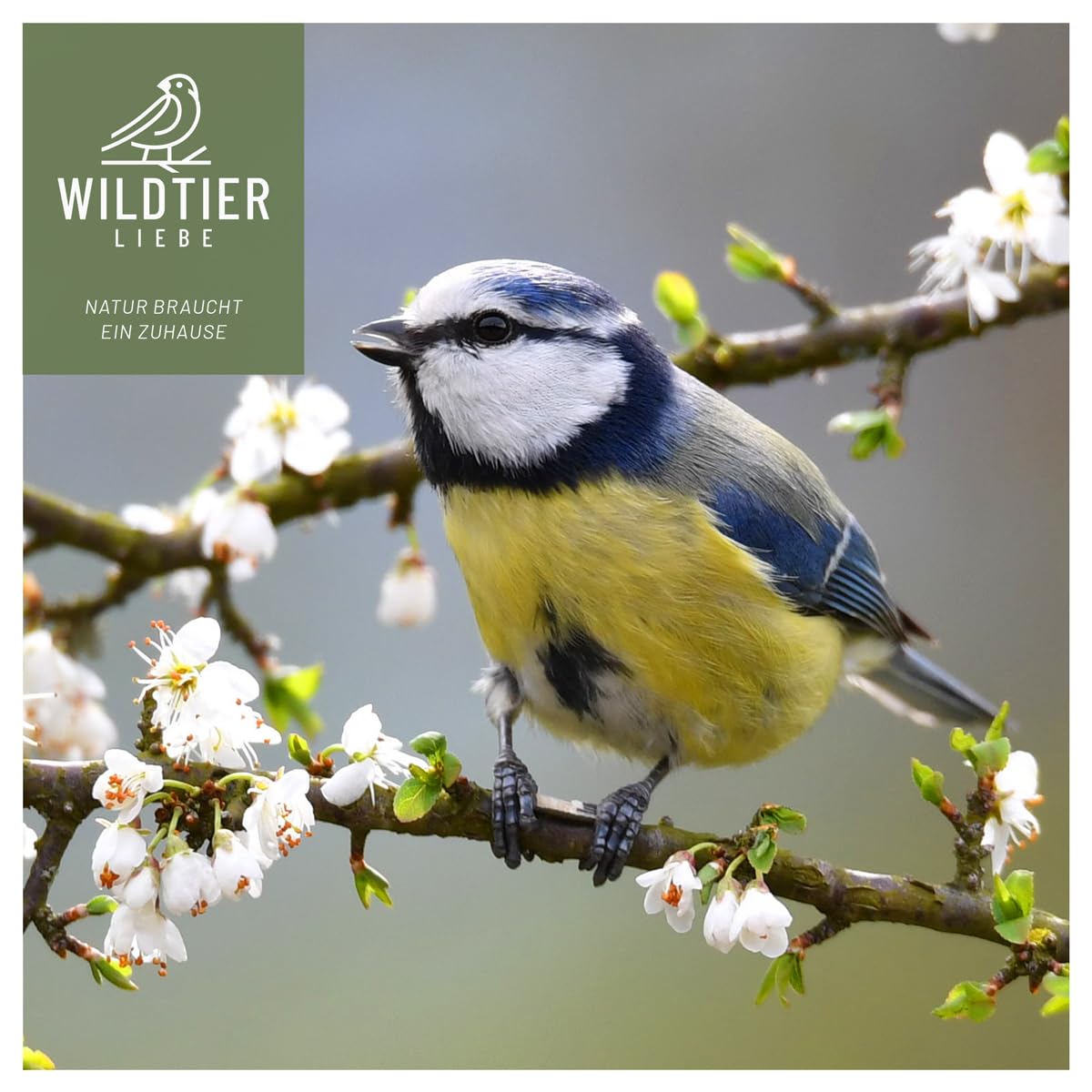 wildtier liebe Vogeltraum Mélange d'insectes de qualité supérieure 2,5 l I Vers de farine séchés, larves d'insectes et gamarus pour oiseaux I Vers de farine séchés, nourriture pour oiseaux sauvages,