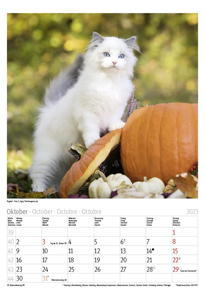 Katzen 2023
