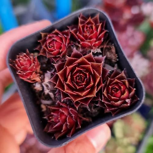 Miniatura 4 de USKC Plantas vivas Sempervivum (2 "Pot Jungle Fire)
