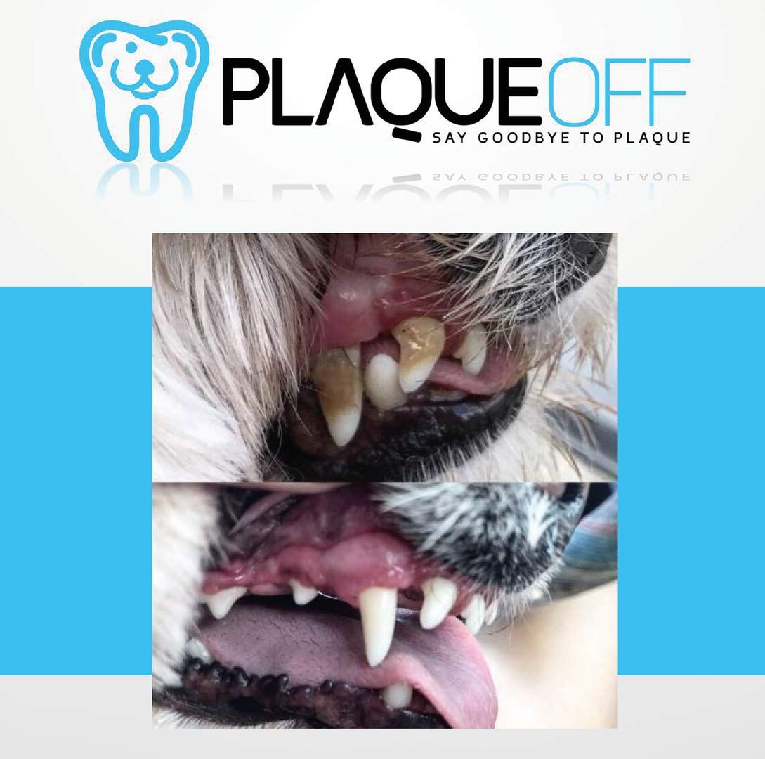 Get the PLAQUE OFF of Dogs teeth Tartar removal Dogs Cats Original UK  supplier