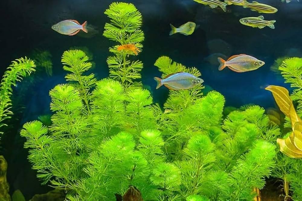 Aquarium Live Plants Cabomba (Cabomba carolinia) Pack of 20