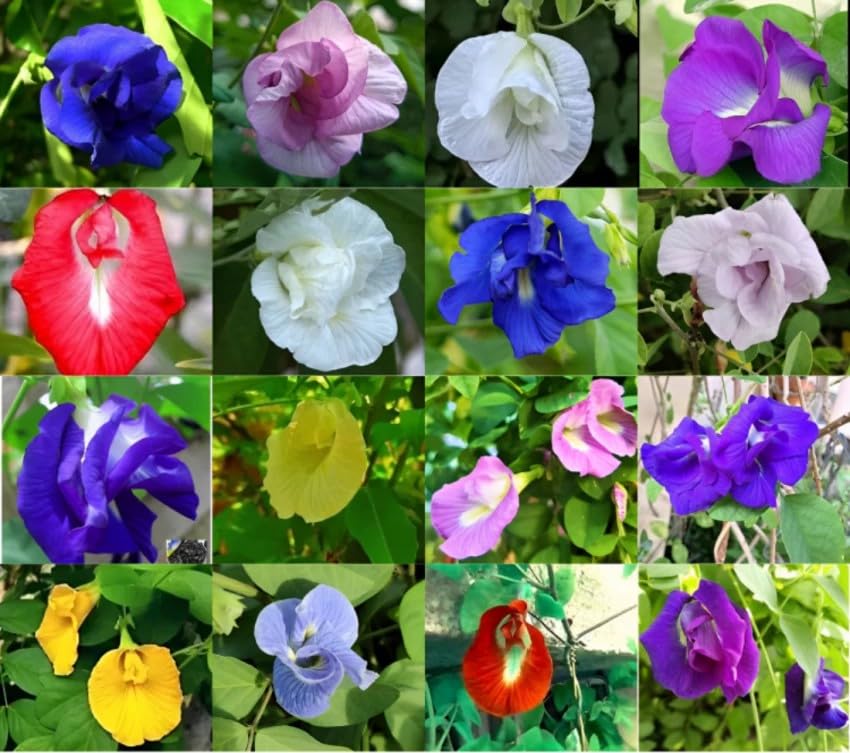 (Pack Of 40) NatureHills Aparajita Seeds Mixed Color Pack Blue Pink White Double & Single Petals Aprajita Shankhpushpi Hybrid Butterfly Pea Seeds Medicinal Flower Seeds For Home Gardening