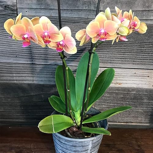 Aachondra Nuovo semi di orchidee phalaenopsis 100 pz