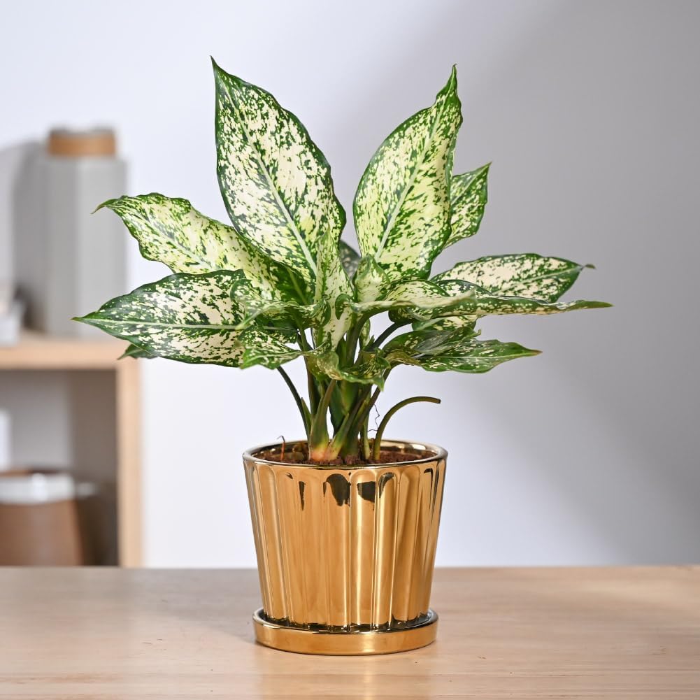 UGAOO Fluted Ceramic Pot - Gold -2 UGAOO Fluted Ceramic Pot - Gold -2