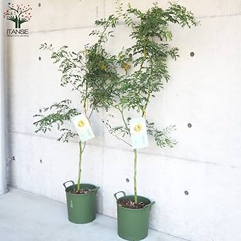 Amazon.co.jp: アカシア・スペクタビリス 8号取っ手付き鉢【品種